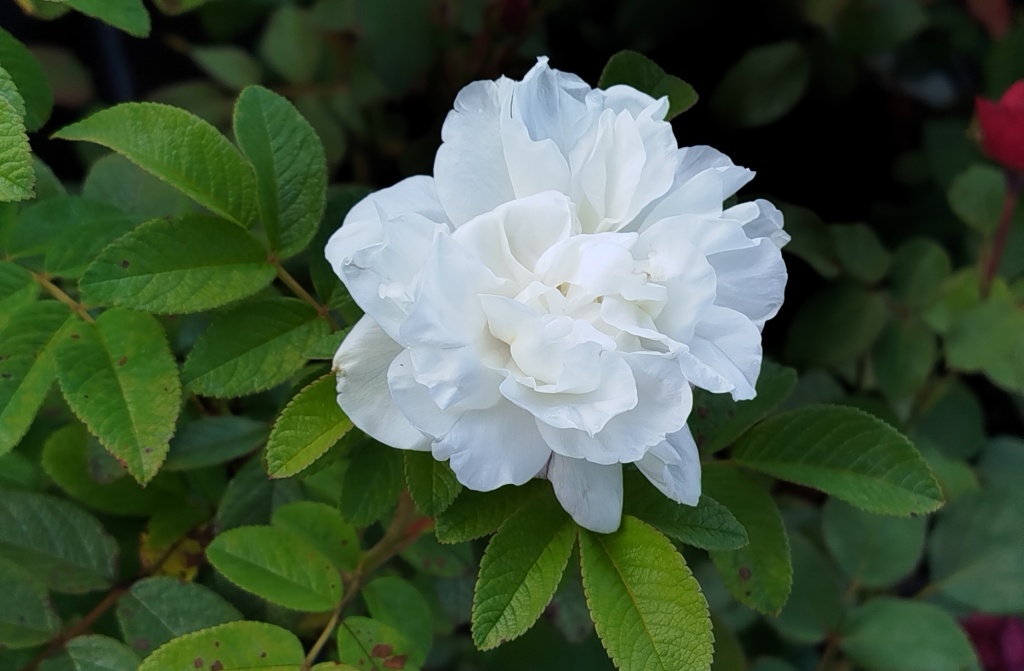 Роза канадская Луиза Багнет (гибрид ругоза).jpg