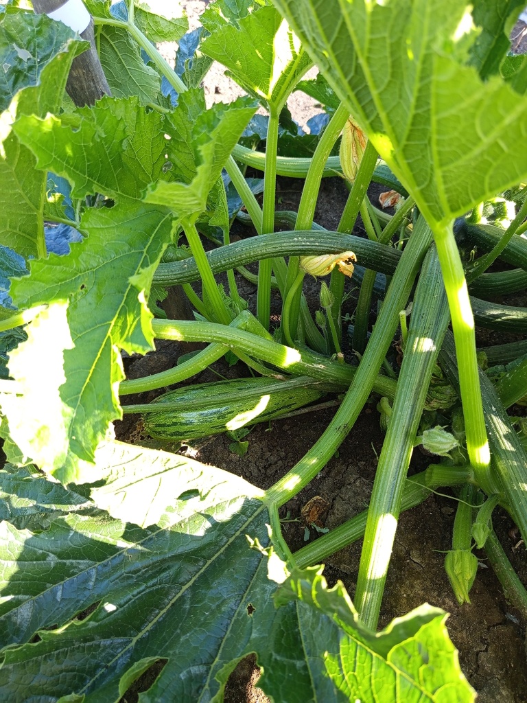 Длина главной плети не более метра.jpg