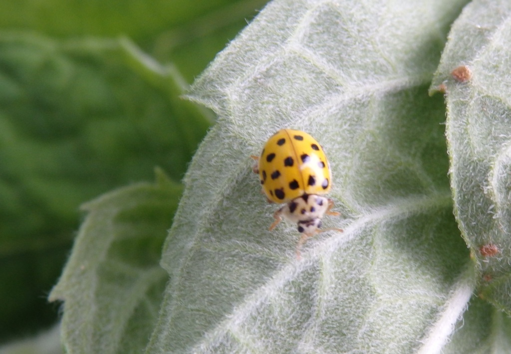 Божья коровка 22-точечная.JPG