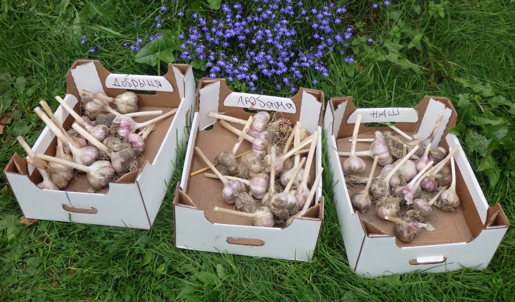 чеснок 2022.JPG