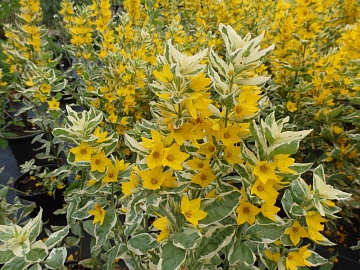 Топ-20 высоких многолетних цветов для клумбы