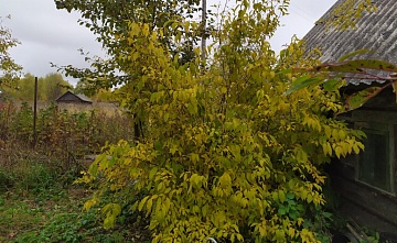 Американский клен на участке: могут оштрафовать и землю отобрать