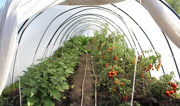 Материалы для покрытия теплиц и парников