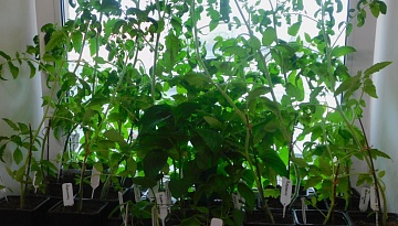 Когда высаживать рассаду в теплицу и как ее защитить