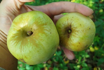 Яблоня Антоновка — в чем секрет любви садоводов к этому сорту