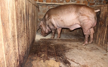 Аскаридоз у свиней — профилактика и лечение
