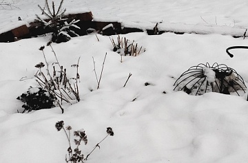 7 главных проблем цветника зимой