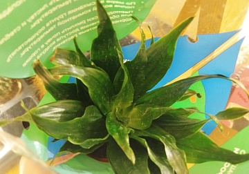 10 причин, почему сохнут листья у драцены