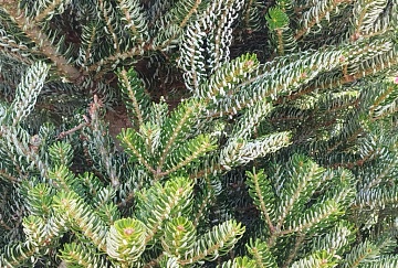 Какую пихту посадить на дачном участке и как правильно за ней ухаживать