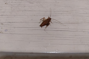 Профилактика появления тараканов в доме 