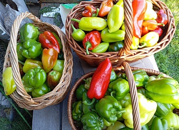 Всегда с урожаем: 10 беспроблемных сортов сладкого перца