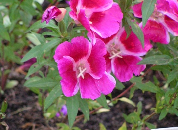 Кларкия – неприхотливый однолетник: виды и сорта, посадка и уход