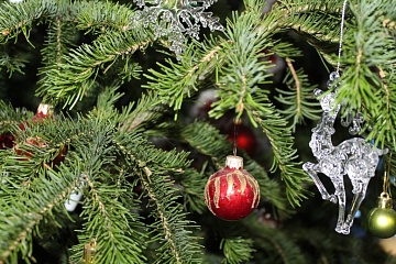 Семь вариантов, как использовать живую елку после праздника на даче