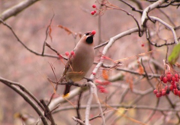 Свиристель: описание птицы, виды, где обитает и чем питается