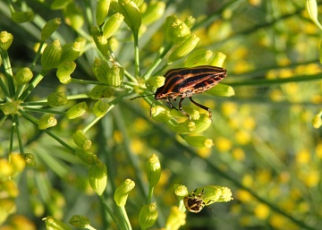 Итальянский линейчатый щитник: что за заморский гость и надо ли с ним бороться?