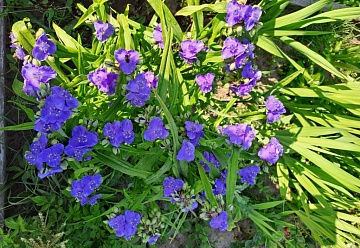 Садовая традесканция для вашего цветника