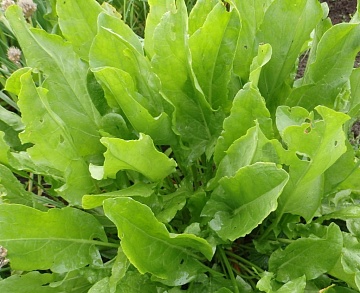 ТОП-17 холодостойких овощей для огорода