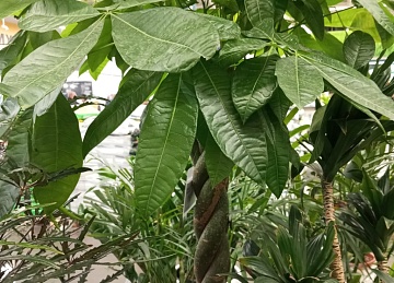 12 комнатных растений, которые сделают интерьер современным