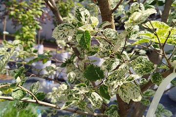 Выращивание декоративных сортов вяза