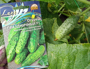 Огурец Праздничный F1 — желанный гость на всех семейных праздниках