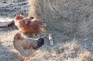 Подстилка для кур, бройлеров и другой домашней птицы, разные варианты