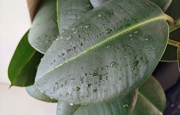 10 рабочих способов повысить влажность воздуха для комнатных растений