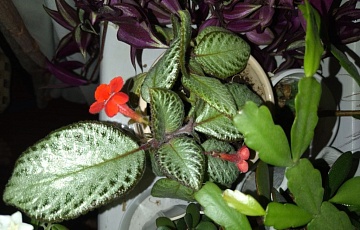 Эписция: как вырастить красивое ампельное растение