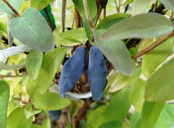 Жимолость Восторг восхищает: ранняя, урожайная, вкусная