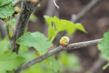 Почковый клещ на смородине: как его распознать и уничтожить в саду