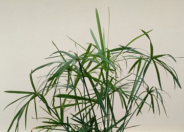 Самые популярные злаковидные комнатные растения