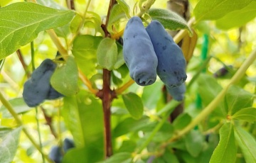 Жимолость Бореал Бьюти — продлеваем сезон сбора ягод до августа