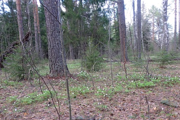 Опасности весеннего леса