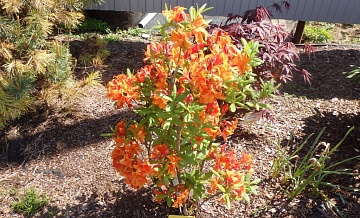 Рододендроны: виды и сорта, посадка и уход