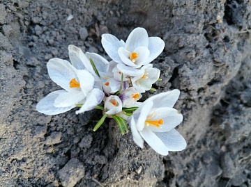 Самые ранние весенние цветы в саду
