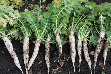 Какие культуры дадут два урожая за сезон