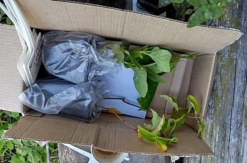 Как оживить саженец с маркетплейса