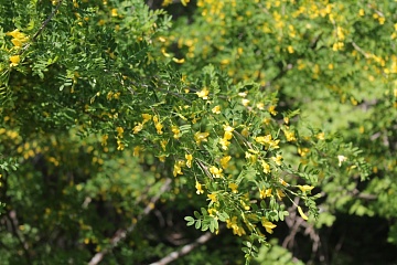 Декоративные сорта древовидной караганы (акации желтой)