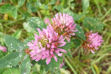 Клевер: виды, применение, польза, посев и уход