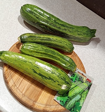 Кабачок “полосатый бочок” Грюнталер, вкусный и красивый