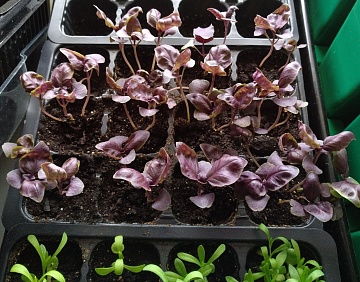 Благоприятные дни для посадки в апреле 2026