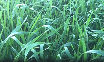 Ячмень как сидерат: преимущества, польза и технология выращивания