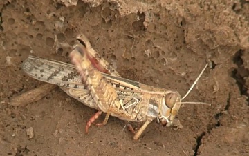 Саранча на дачном участке: способы профилактики и борьбы