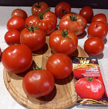 Томат Герцог F1 — фурор в теплице