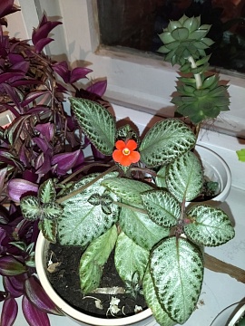 Эписция: как вырастить красивое ампельное растение