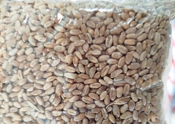 Выращивание пшеницы в качестве сидерата: польза растений, сроки и технология уборки