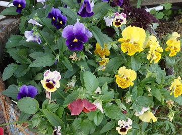 Цветы анютины глазки: описание, виды, посадка и уход