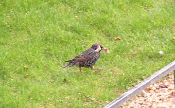 Скворцы — полезные обитатели сада?