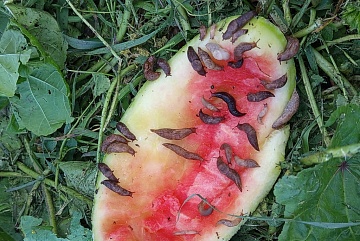 Почему слизней становится все больше и как защитить свой участок