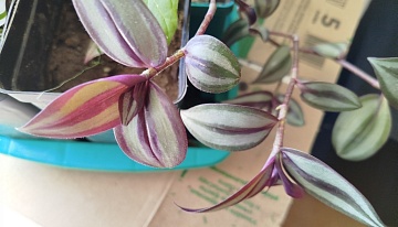 Ампельные растения для украшения вашего дома