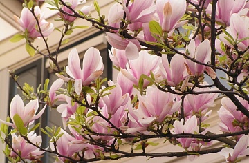 Успешное выращивание магнолии и уход в открытом грунте